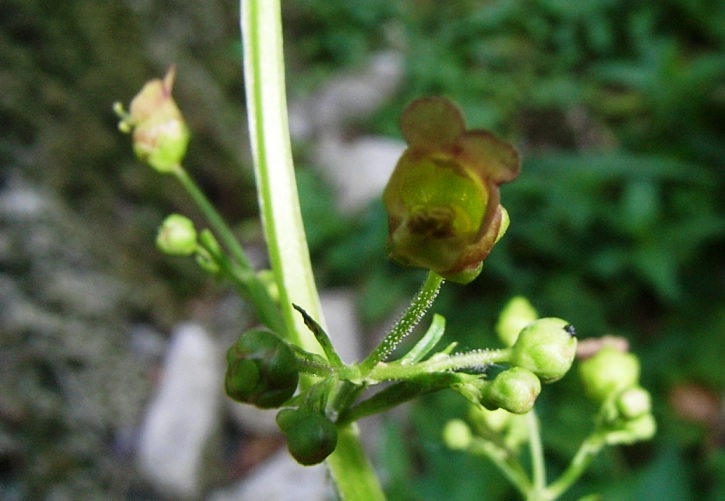 Scrophularia umbrosa